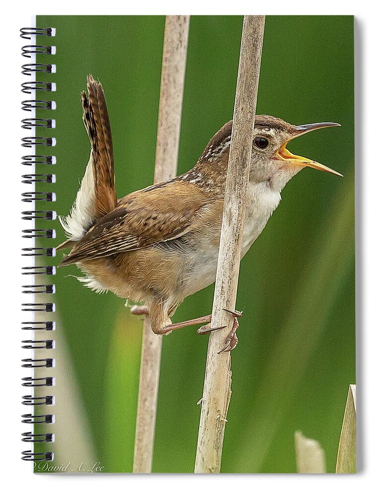 Birds Spiral Notebook featuring the photograph Marsh Wren by David Lee