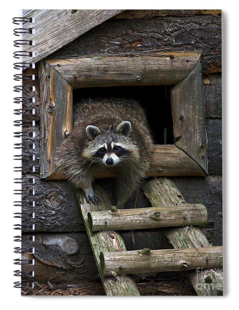 Festblues Spiral Notebook featuring the photograph Masked Bandit by Nina Stavlund