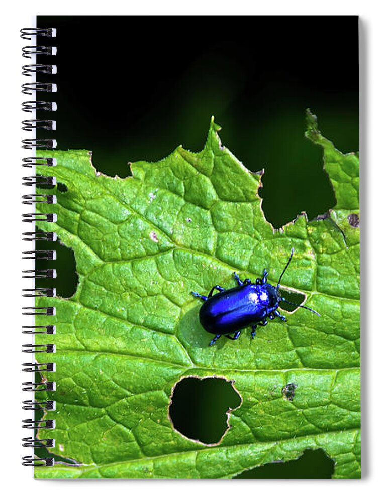 Agriculture Spiral Notebook featuring the photograph Metallic Blue Leaf Beetle On Green Leaf With Holes by Andreas Berthold