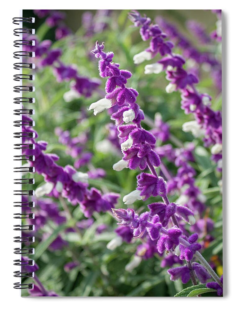 Mexican Bush Sage Spiral Notebook featuring the photograph Mexican Bush Sage by Gary Geddes