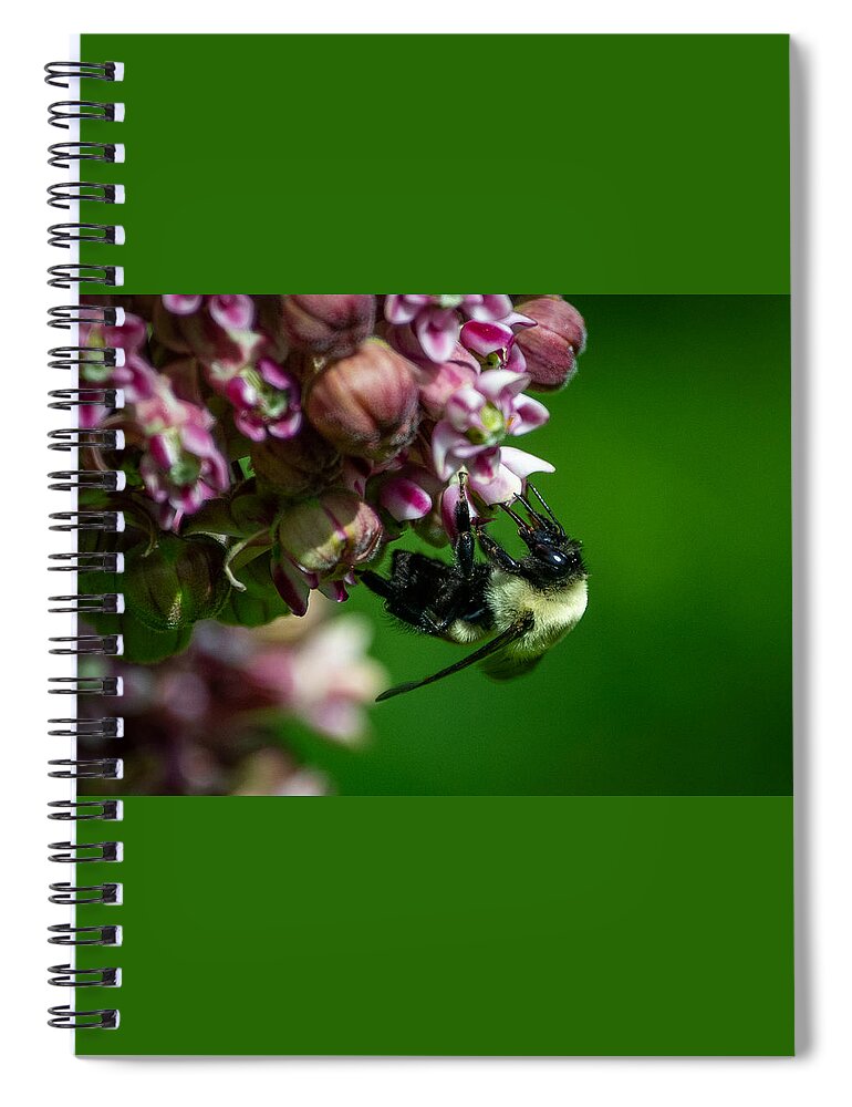 Milkweed Spiral Notebook featuring the photograph Milkweed and Bumble Bee by Linda Bonaccorsi