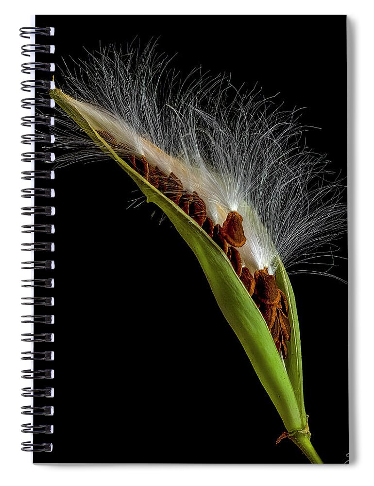 Milkweed Spiral Notebook featuring the photograph Milkweed Pod 3 by Endre Balogh
