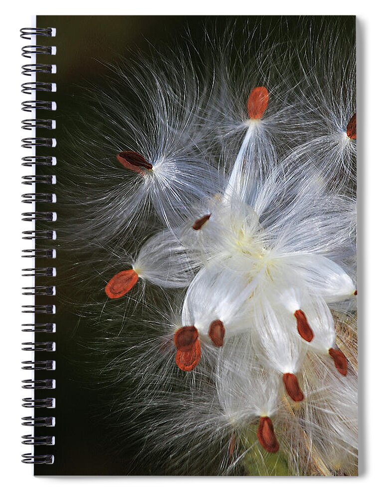 Milkweed Spiral Notebook featuring the photograph Milkweed Seeds by Shixing Wen