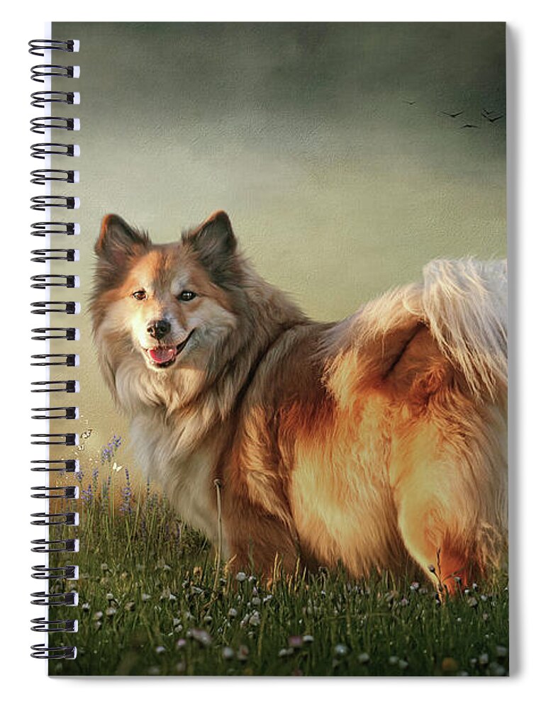 Icelandic Sheepdog Spiral Notebook featuring the digital art Miss Bera by Maggy Pease