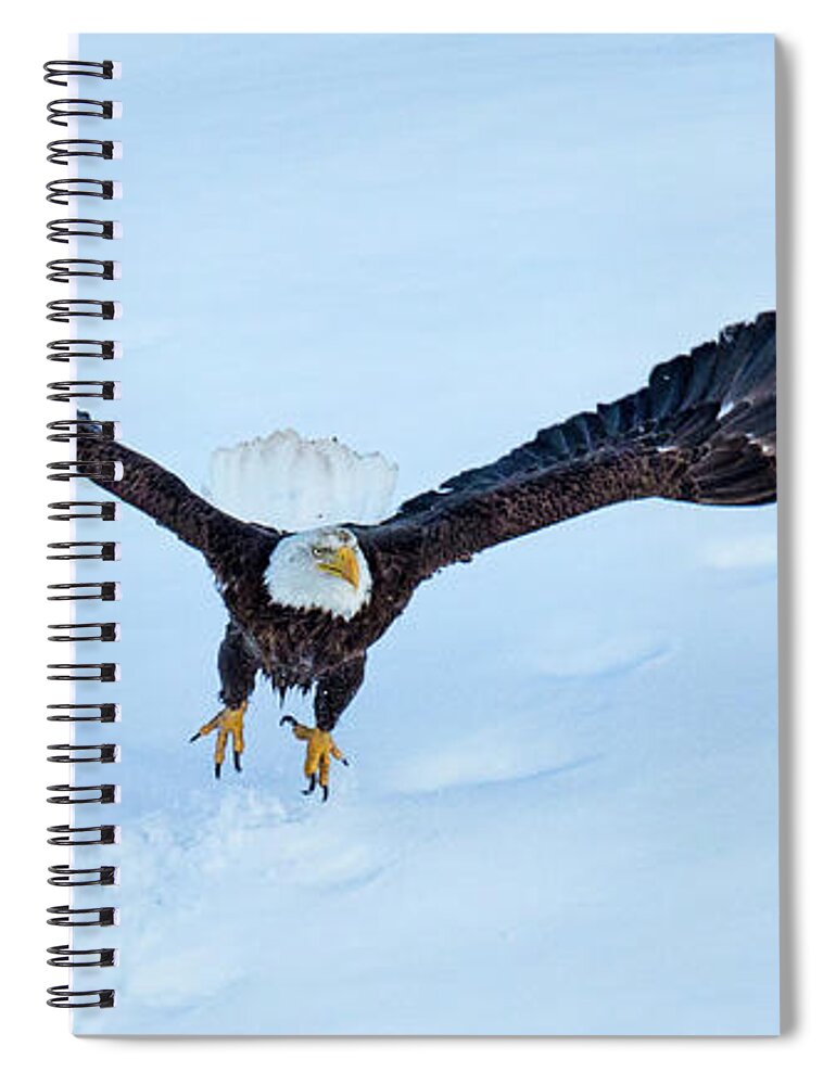 Eagle Spiral Notebook featuring the photograph Missed Chances by Kevin Dietrich