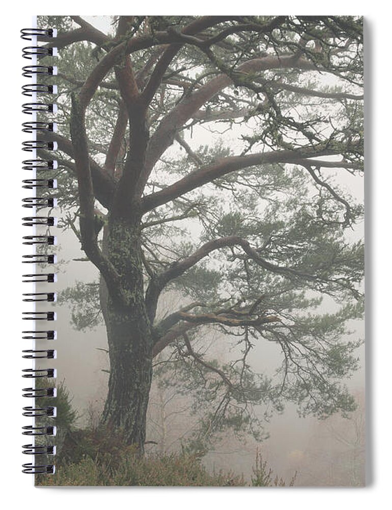 Scots Pine Spiral Notebook featuring the photograph Misty Scots Pine by Gavin MacRae