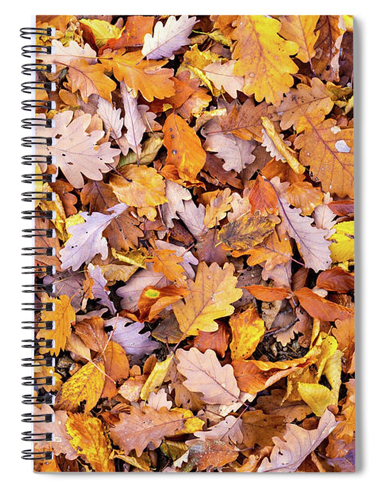 Autumn Spiral Notebook featuring the photograph Mixture of leaves fallen in forest in autumn fall by Viktor Wallon-Hars