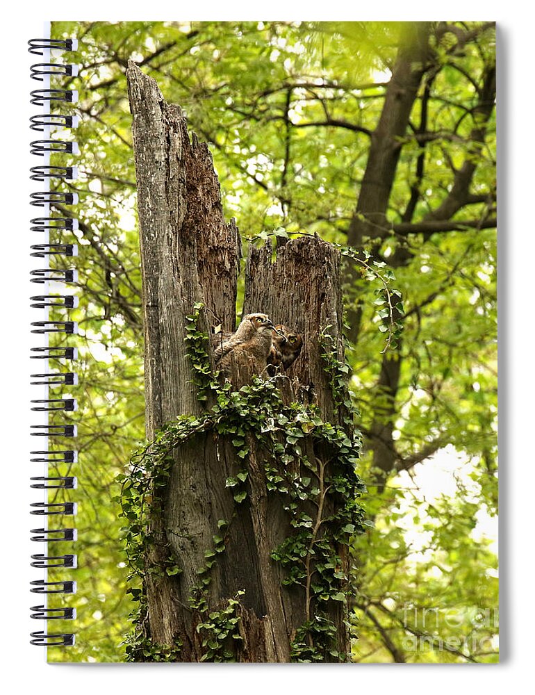 Great Horned Owls Spiral Notebook featuring the photograph Mom could not believe her eyes by Heather King