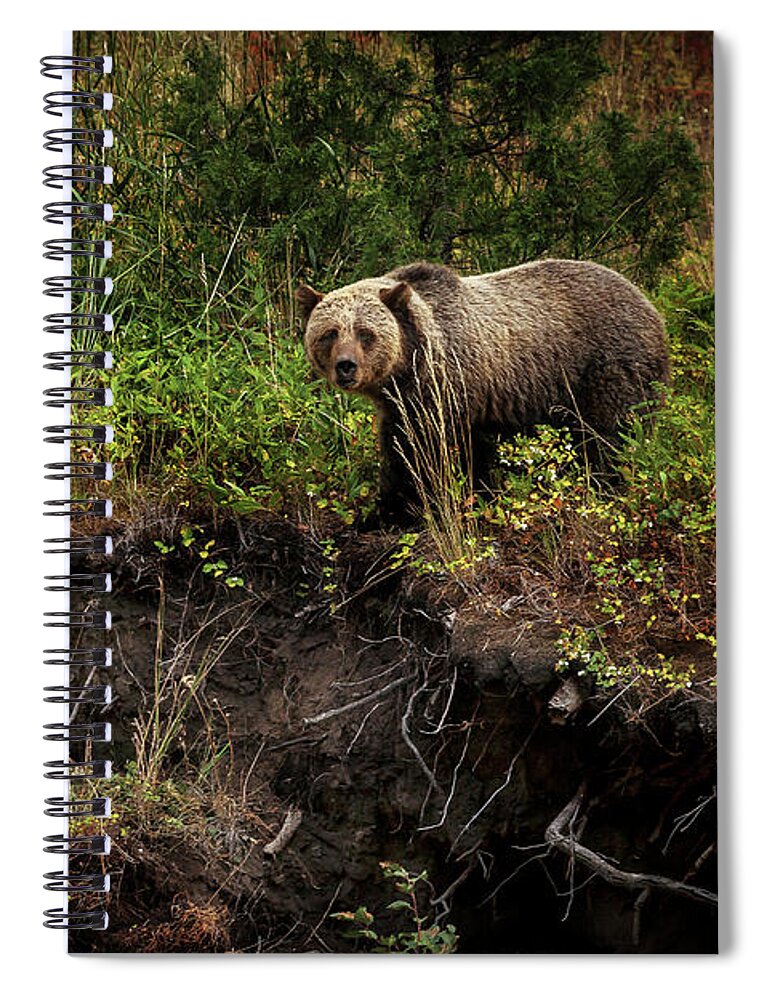 Landscape Spiral Notebook featuring the photograph Moma Bear on North Fork by Craig J Satterlee