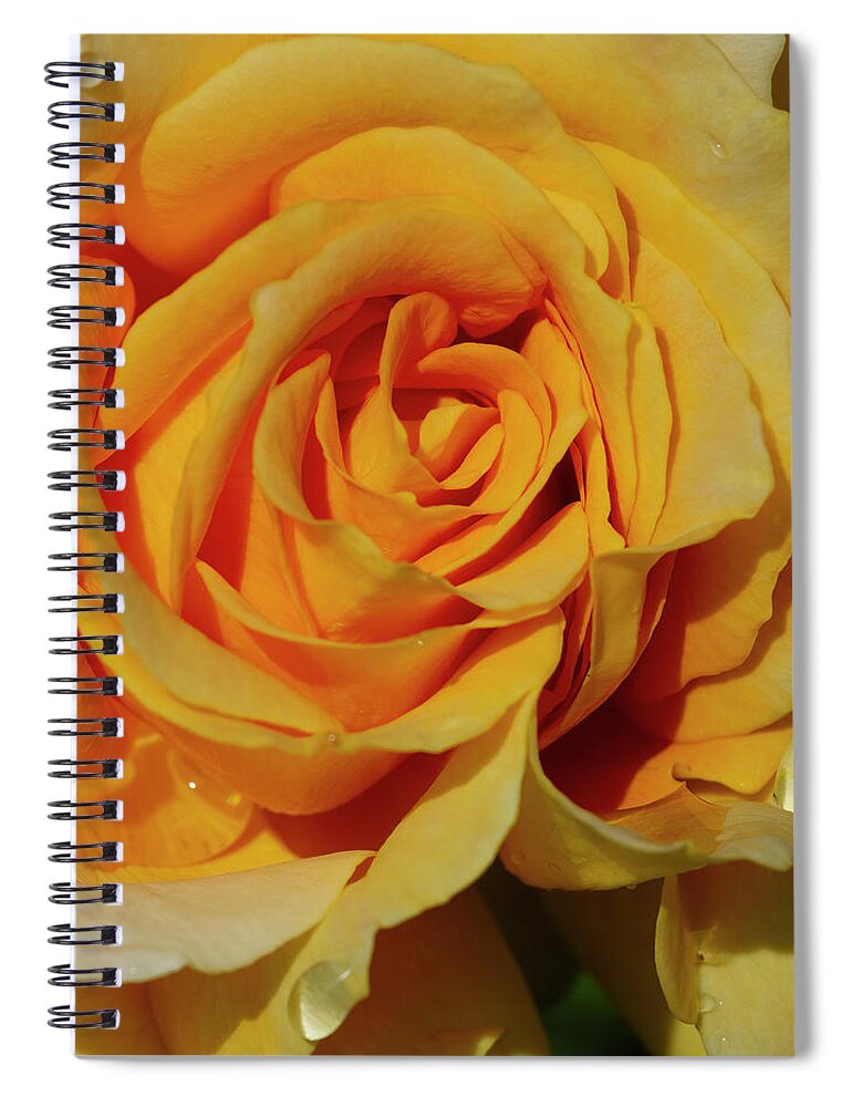 Yellow Spiral Notebook featuring the photograph Moms Rose 28x28 by Gary Langley