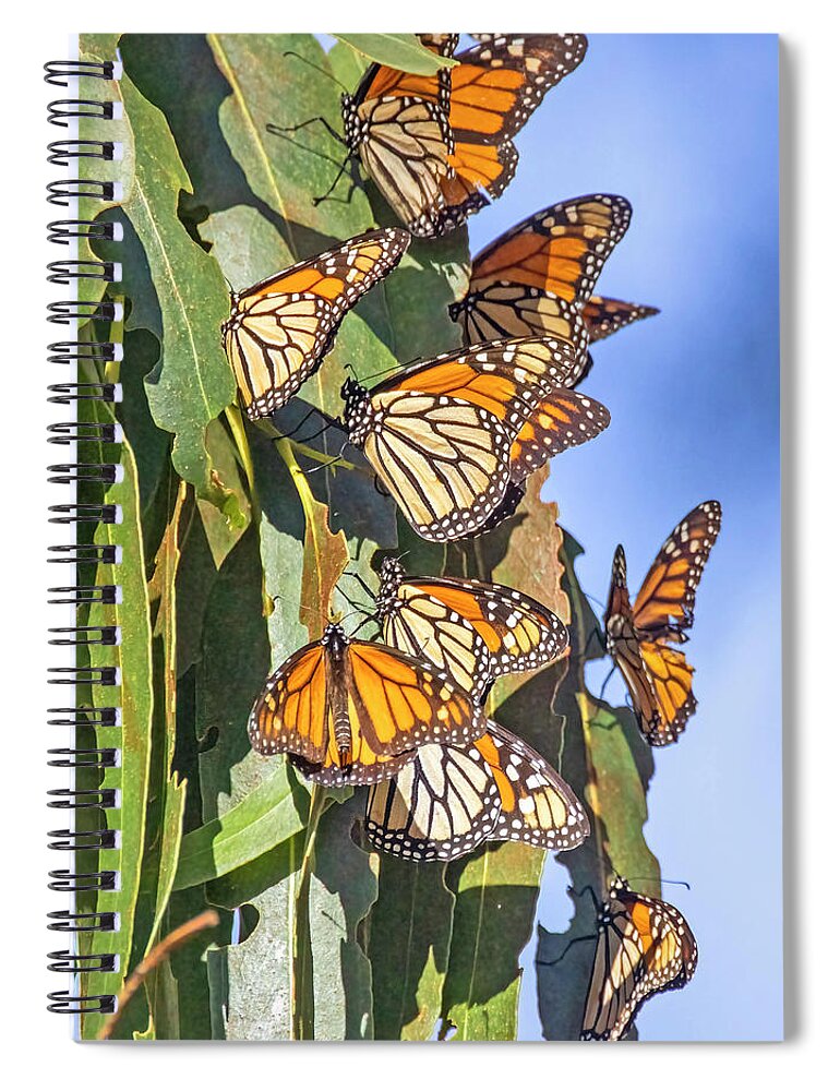 Sanra Cruz Spiral Notebook featuring the photograph Monarch Butterflies #1 by Carla Brennan