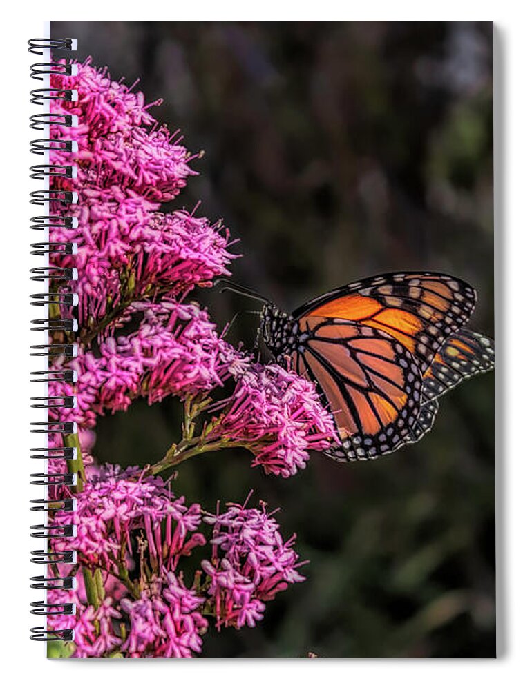 Monarch Spiral Notebook featuring the photograph Monarch Butterfly by Alison Frank