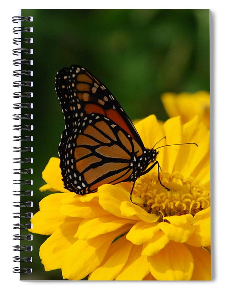 Yellow Marigolds Spiral Notebook featuring the photograph Monarch Butterfly And Marigolds by Ee Photography