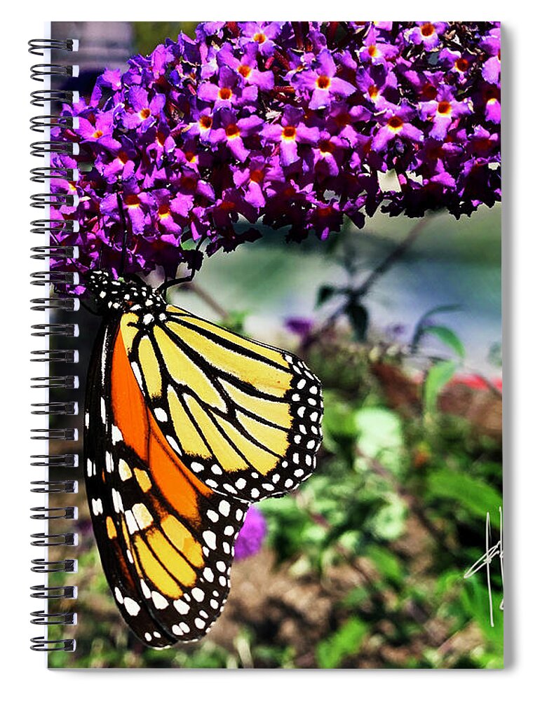 Monarch Spiral Notebook featuring the photograph Monarch Butterfly on a Magenta Flower by DC Langer