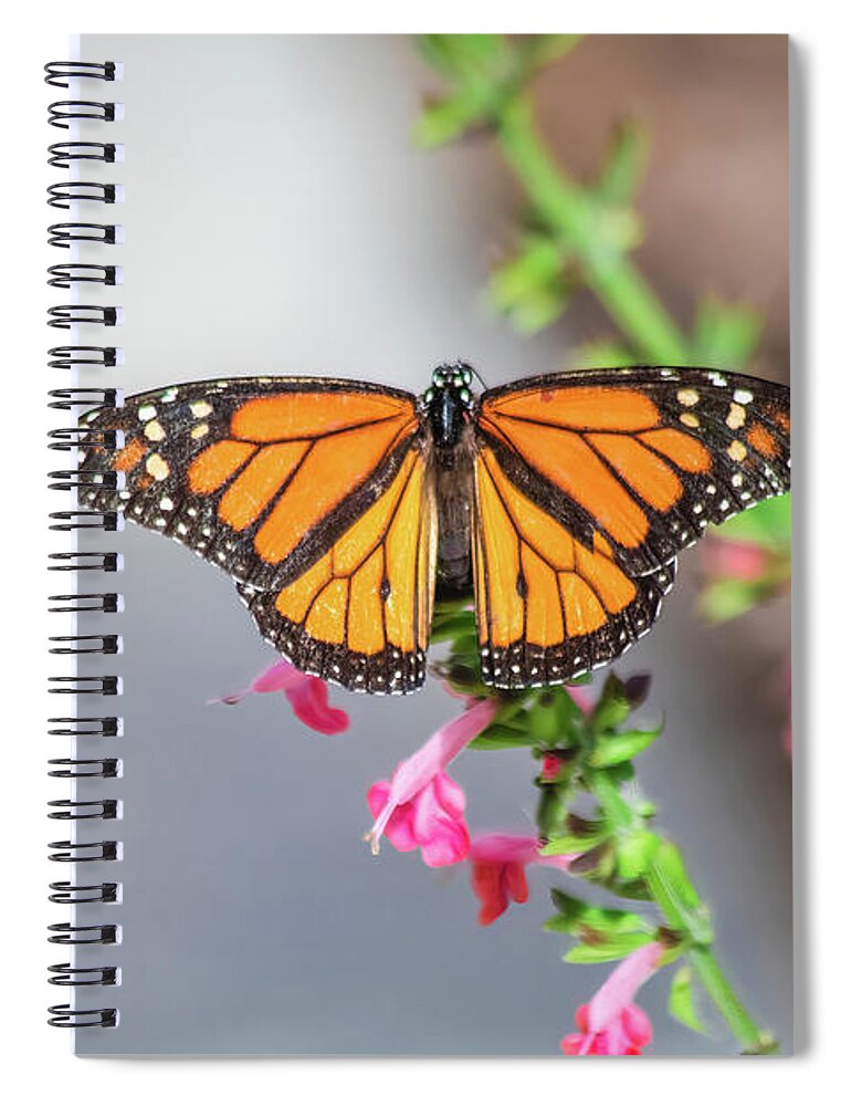 Nature Spiral Notebook featuring the photograph Monarch Butterfly by Robert Wilder Jr