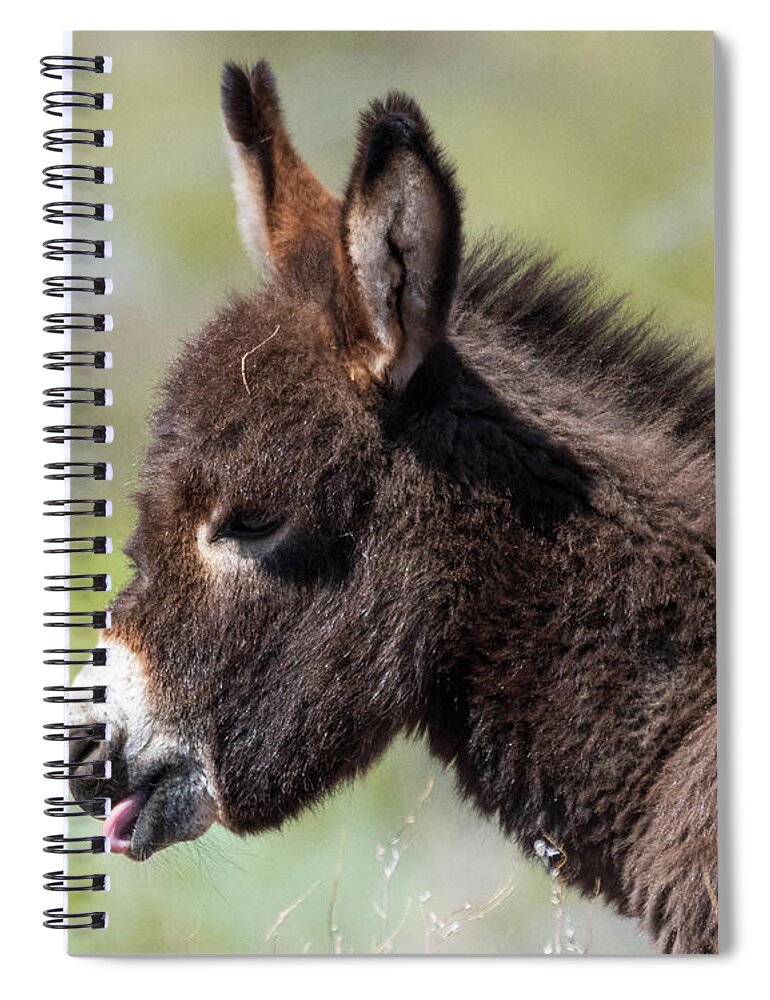 Wild Burros Spiral Notebook featuring the photograph Monday Face by Mary Hone
