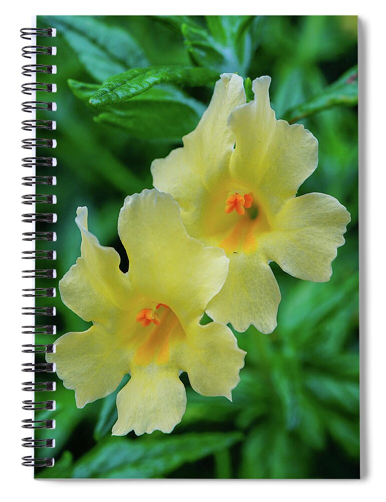 Monkey Flowers Spiral Notebook featuring the photograph Monkey Flowers Yokohl Valley by Brett Harvey