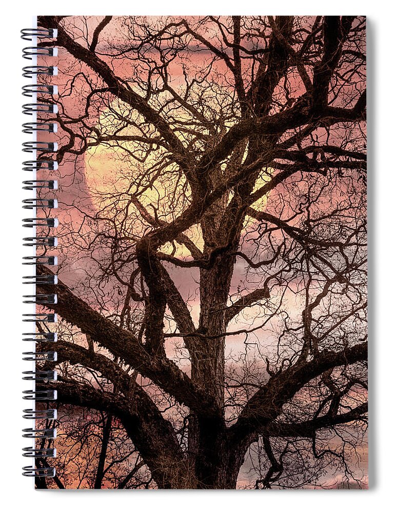 Tree Spiral Notebook featuring the photograph Moonlight Through the Trees in Soft Tones by Debra and Dave Vanderlaan