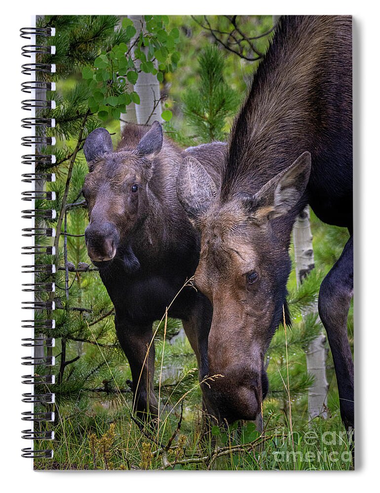 Moose Spiral Notebook featuring the photograph Moose and Calf by Steven Krull