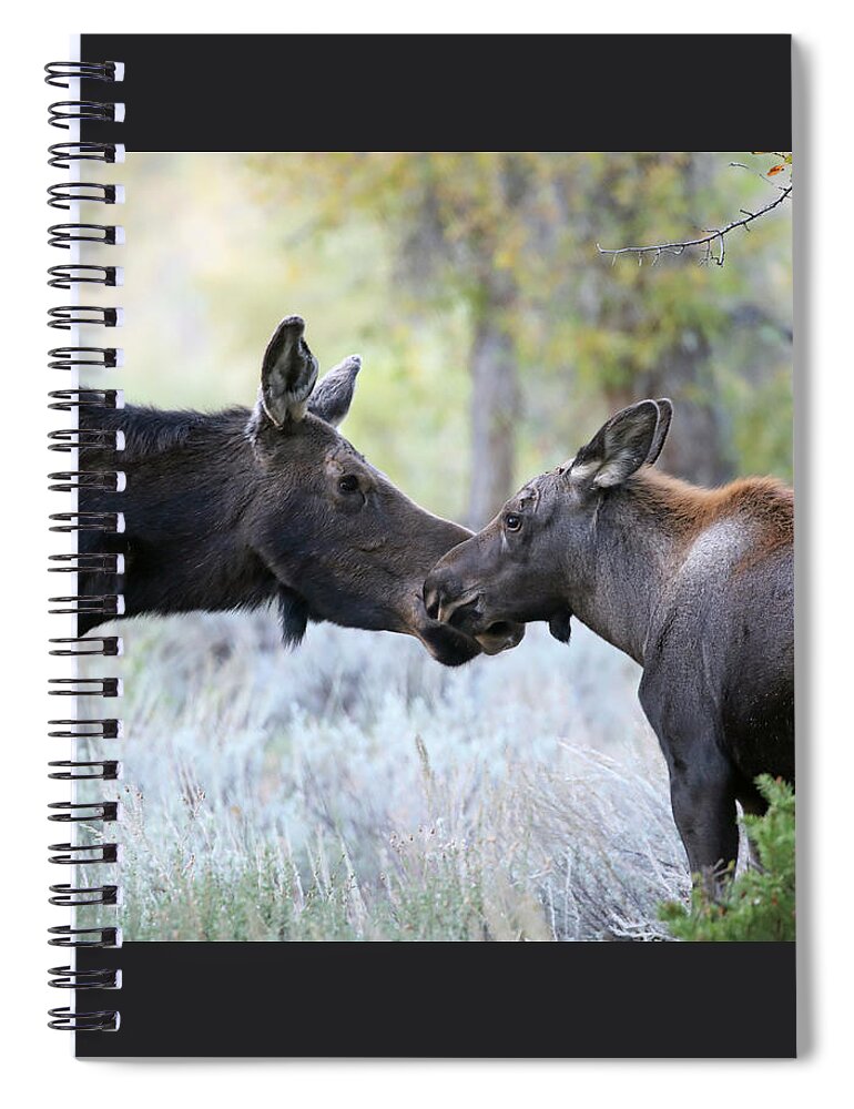 Cow Spiral Notebook featuring the photograph Moose Cow and Calf One by Jean Clark