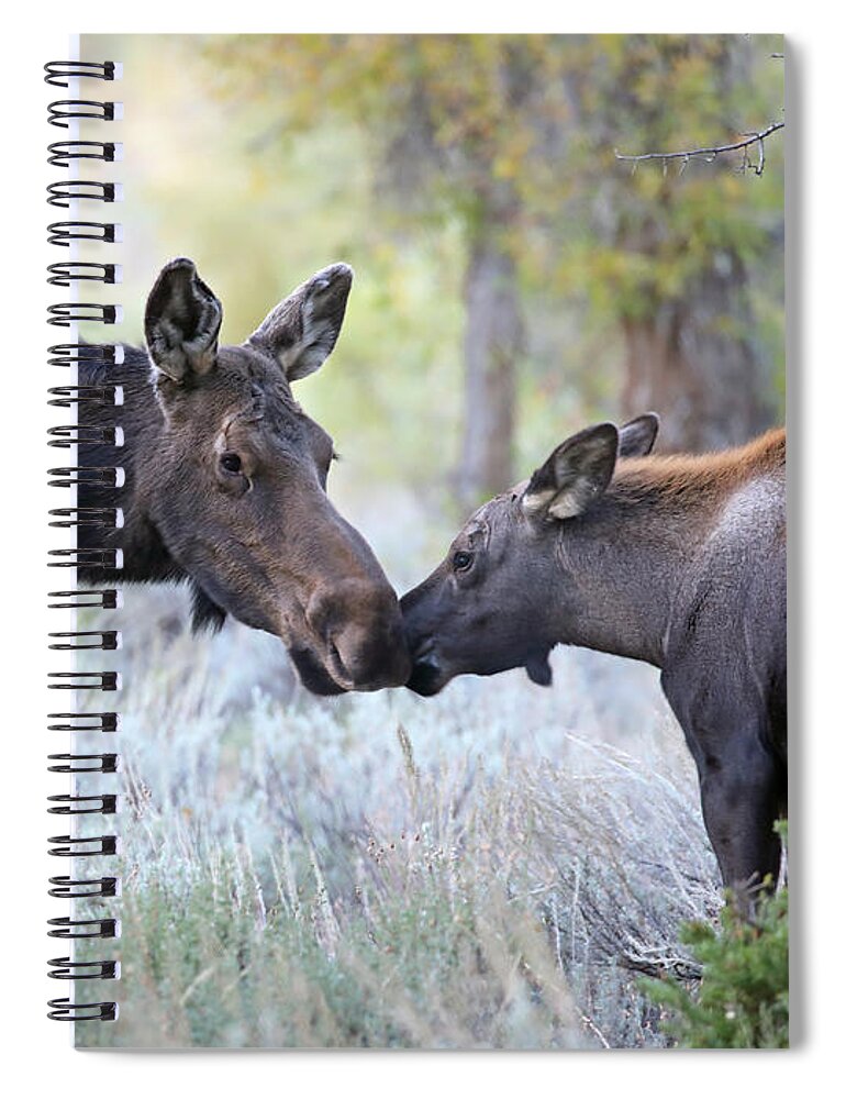 Moose Spiral Notebook featuring the photograph Moose Cow and Calf Three by Jean Clark