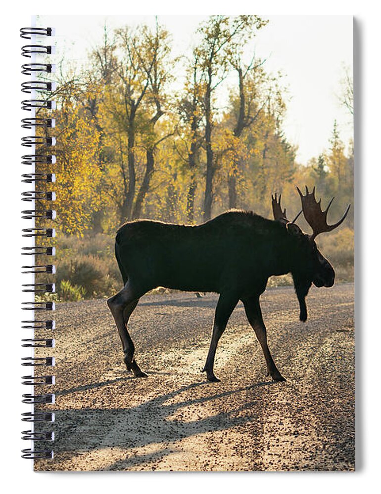 Moose Spiral Notebook featuring the photograph Moose in the Road by Wesley Aston