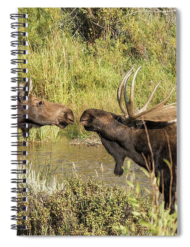 Bull Moose Spiral Notebook featuring the photograph Moose Love, No. 1 by Belinda Greb
