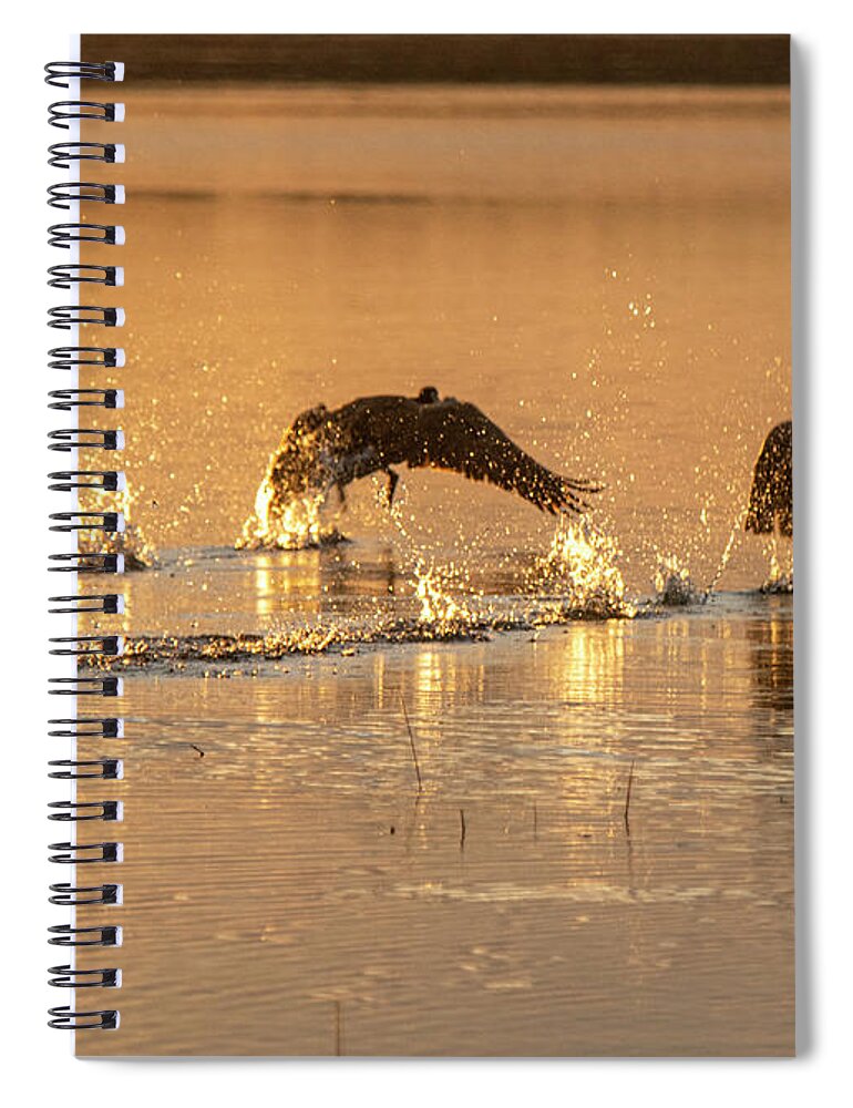 Natanson Spiral Notebook featuring the photograph Morning Flight of the Geese by Steven Natanson
