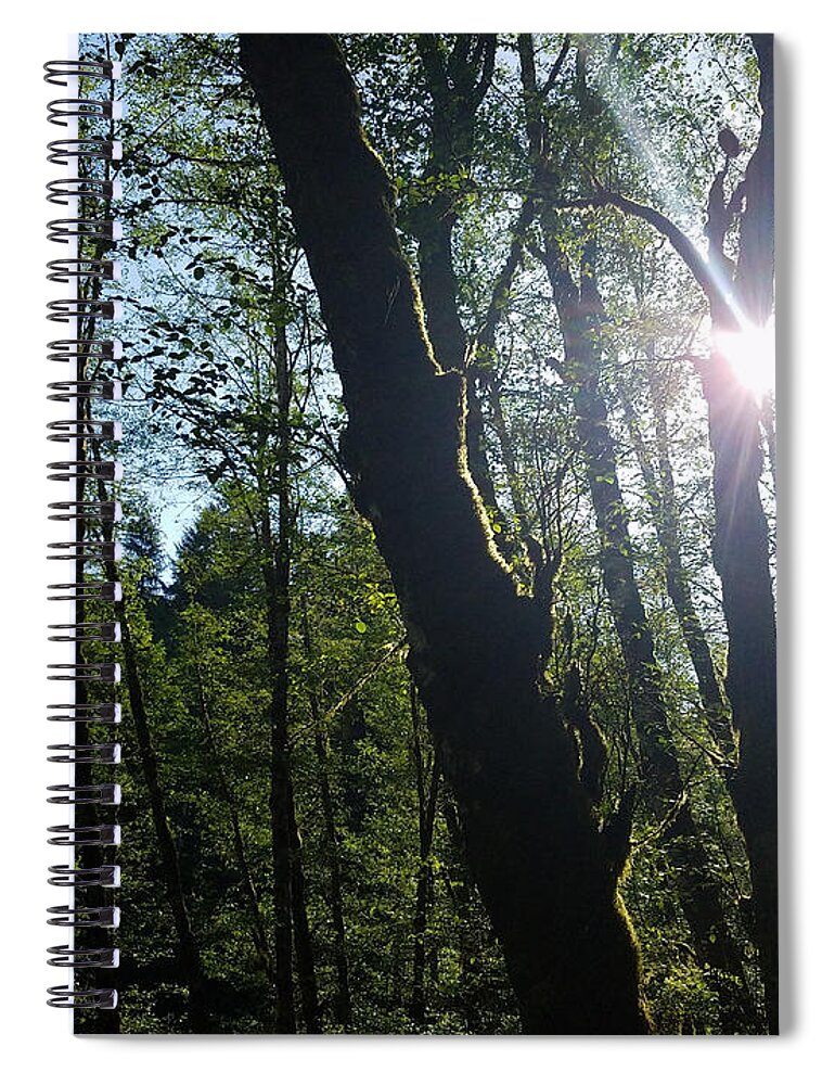 Morning Spiral Notebook featuring the photograph Morning in the forest by Brent Knippel