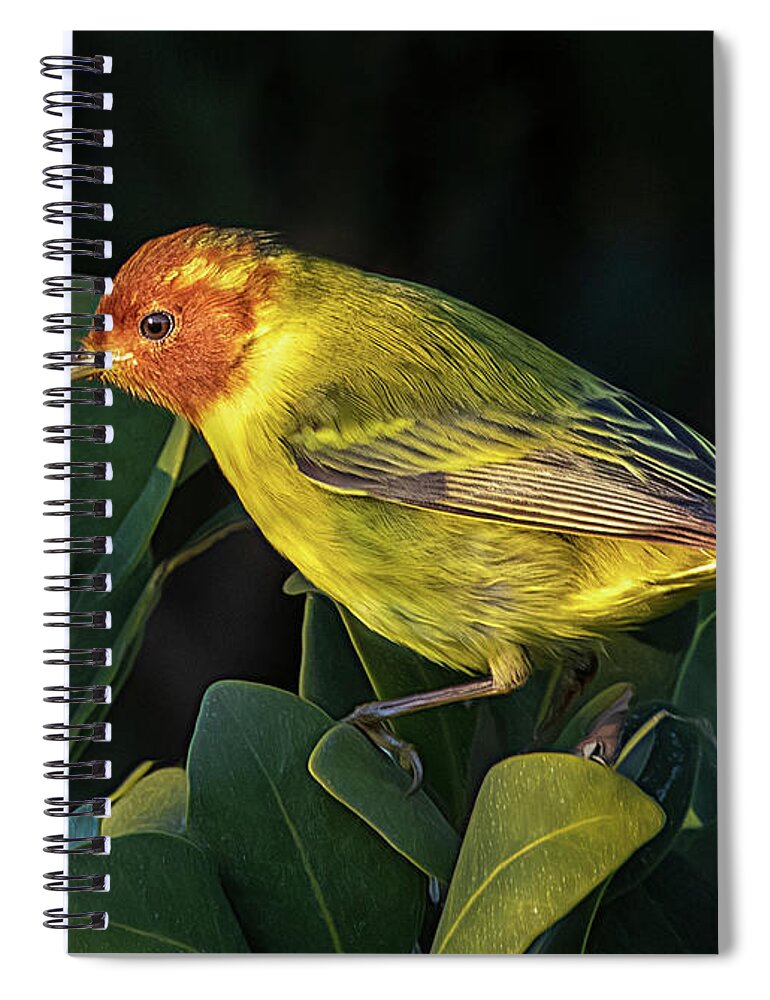 Rare Bird Spiral Notebook featuring the photograph Morning Mangrove Warbler by Jaki Miller