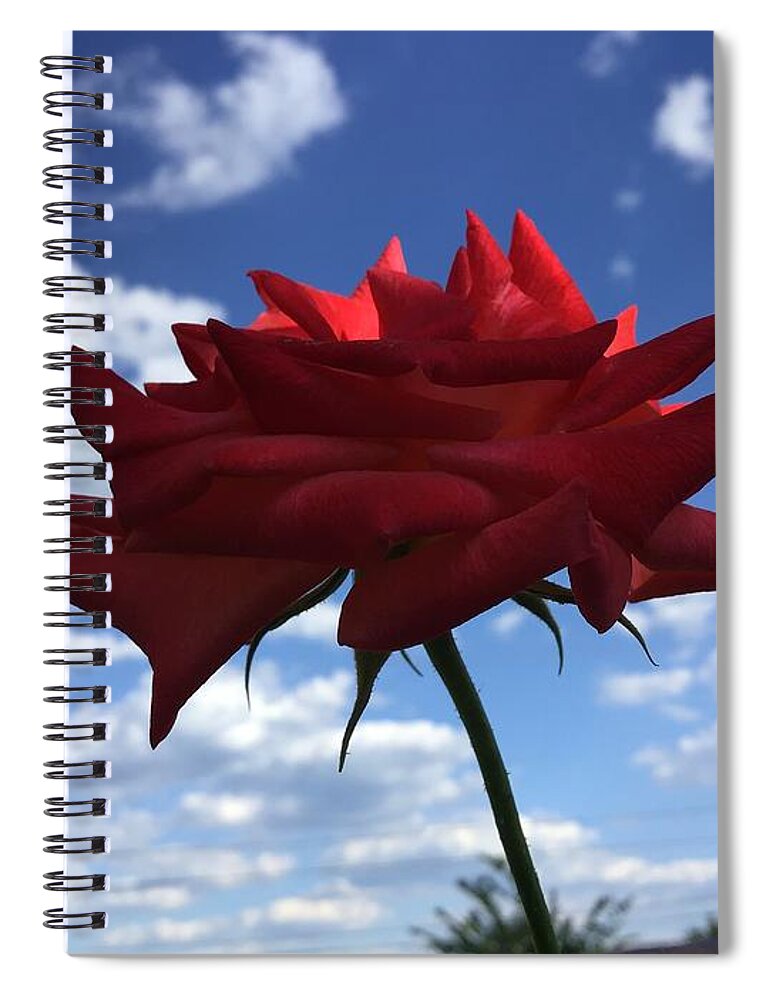Virginia Spiral Notebook featuring the photograph Morning Rose by Catherine Wilson