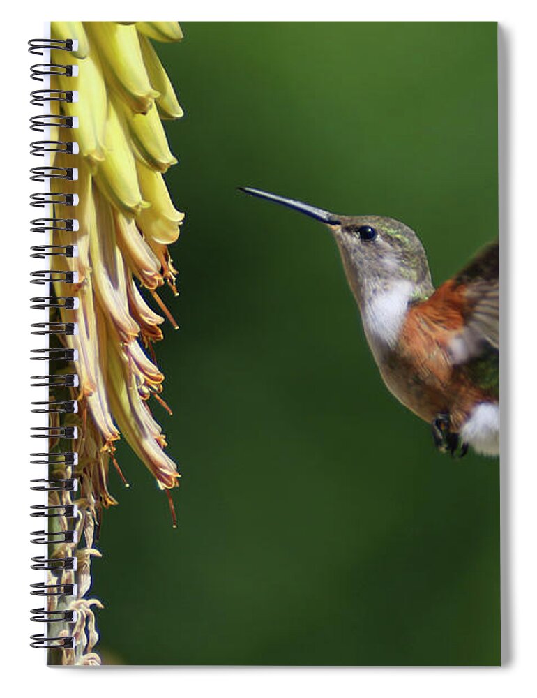 Humming Bird Spiral Notebook featuring the photograph Morning Stop by Montez Kerr