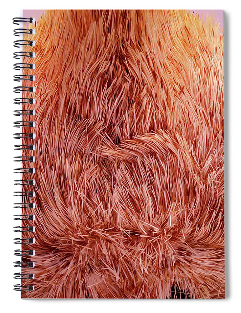 Moth Spiral Notebook featuring the photograph Live Moth Head On by Daniel Reed