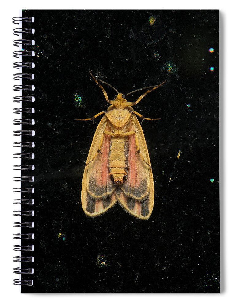 Scarlet Spiral Notebook featuring the photograph Moth Series, Lepidoptera, Scarlet - Winged Lichen Moth, Hypoprepia miniata 94 by Eric Abernethy