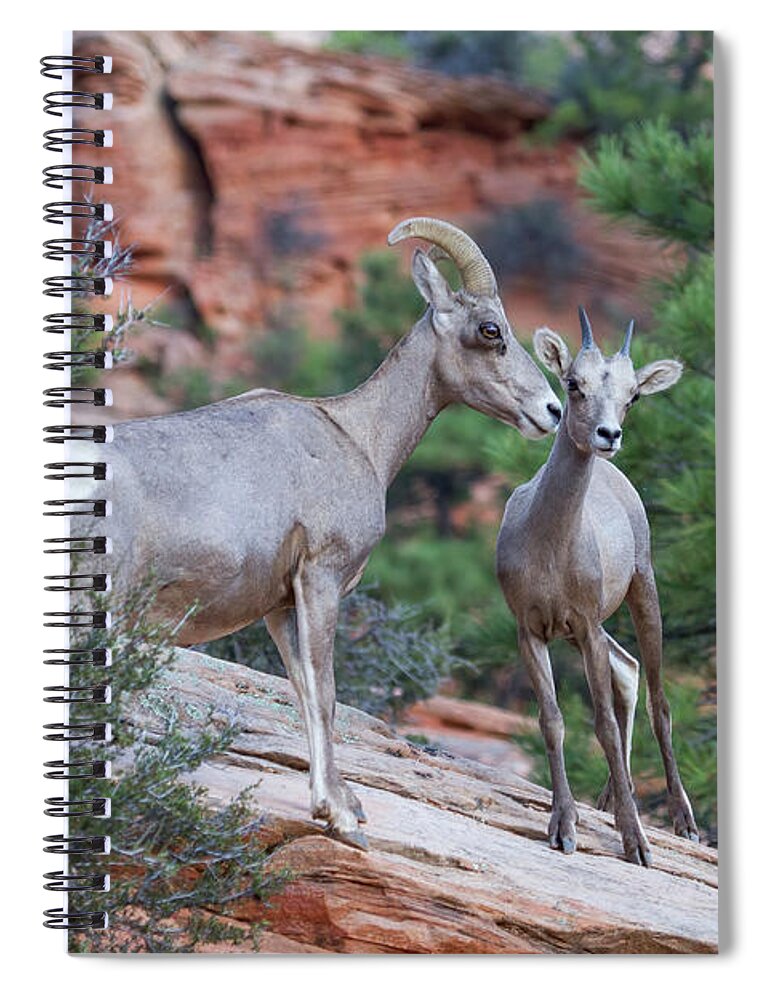 Zion Spiral Notebook featuring the photograph Mother and Lamb by James Marvin Phelps
