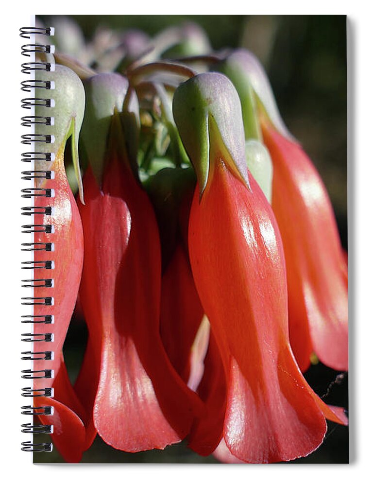 Flowers Spiral Notebook featuring the photograph Mother Of Millions Macro by Maryse Jansen