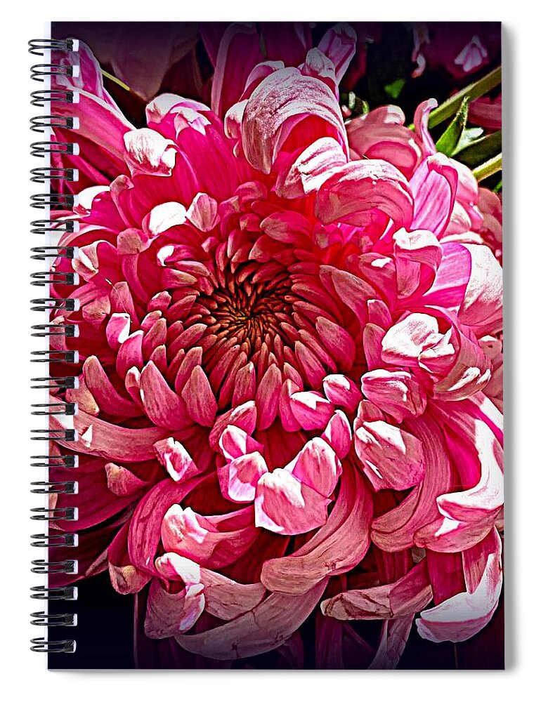 Mums Spiral Notebook featuring the photograph Mother's Day Mums-23 by VIVA Anderson