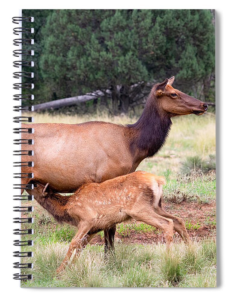Elk Spiral Notebook featuring the photograph Mother's Milk by Bonny Puckett
