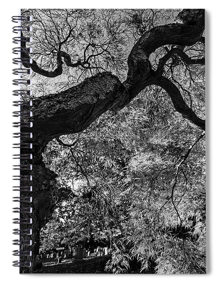 Mount Spiral Notebook featuring the photograph Mount Auburn Cemetery Japanese Maple Tree Fall Foliage Cambridge MA Sunrise Reaching for the Sky BW by Toby McGuire