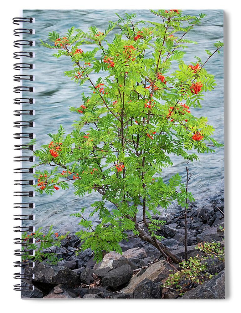 Mountain Ash Spiral Notebook featuring the photograph Mountain Ash By the Bulkley River by Mary Lee Dereske