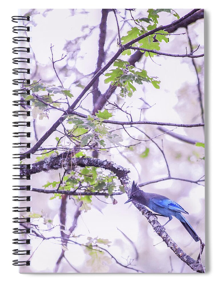 Nature Spiral Notebook featuring the photograph Mountain Blue Jay by Sally Bauer