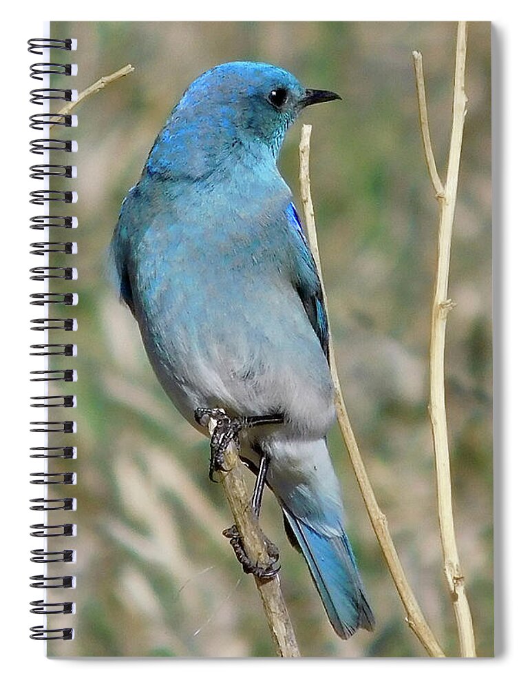 Dan Miller Spiral Notebook featuring the photograph Mountain Bluebird 7 by Dan Miller