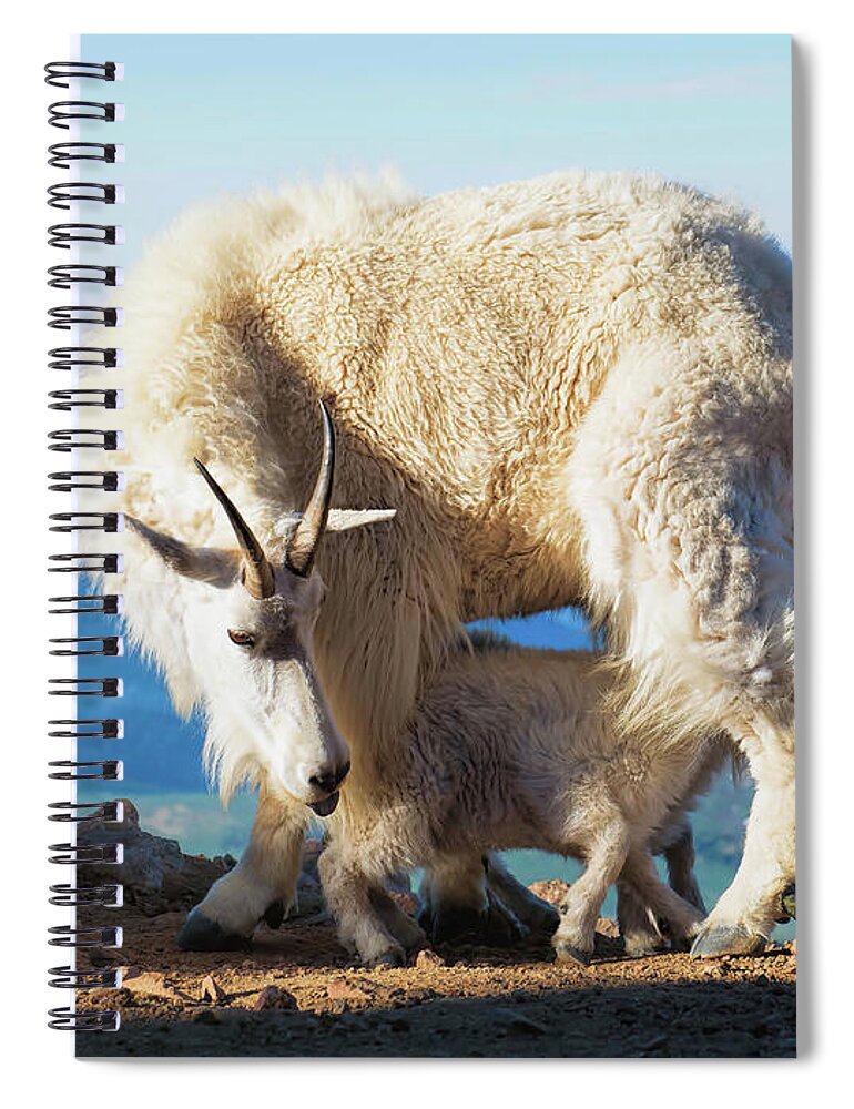 Mountain Goats Spiral Notebook featuring the photograph A Nanny Goat and Her Baby Mountain Goat by O Lena