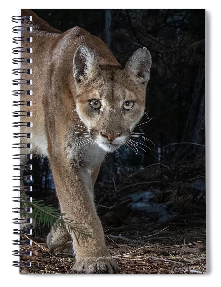 Mountain Lion Spiral Notebook featuring the photograph Mountain Lion Closeup by Randy Robbins