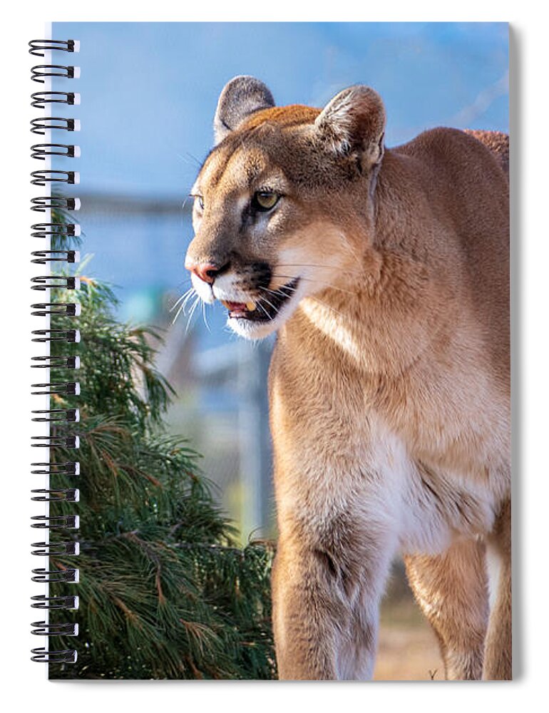 Mountain Lion Fstop101 Wildlife Spiral Notebook featuring the photograph Mountain Lion by Geno Lee