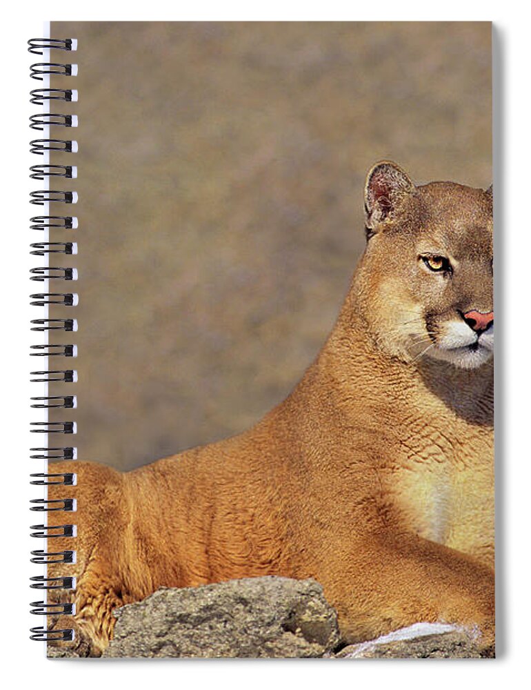 Dave Welling Spiral Notebook featuring the photograph Mountain Lion On Rock Outcrop by Dave Welling