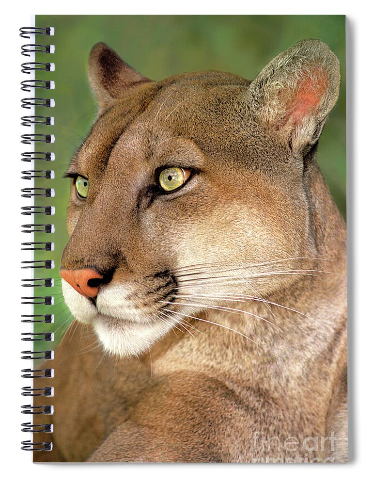Mountain Lion Spiral Notebook featuring the photograph Mountain Lion Portrait Wildlife Rescue by Dave Welling