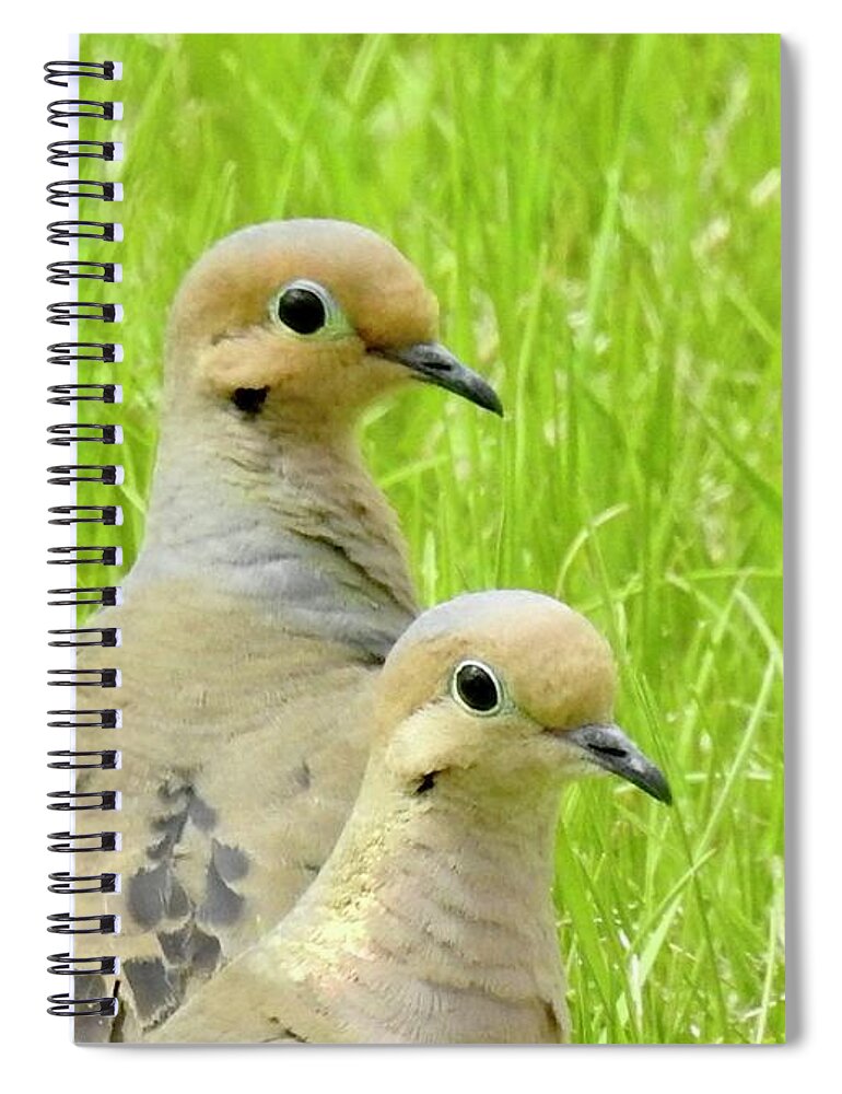 Mourning Doves. Cariboo Birds. Spiral Notebook featuring the photograph Mourning Doves by Nicola Finch