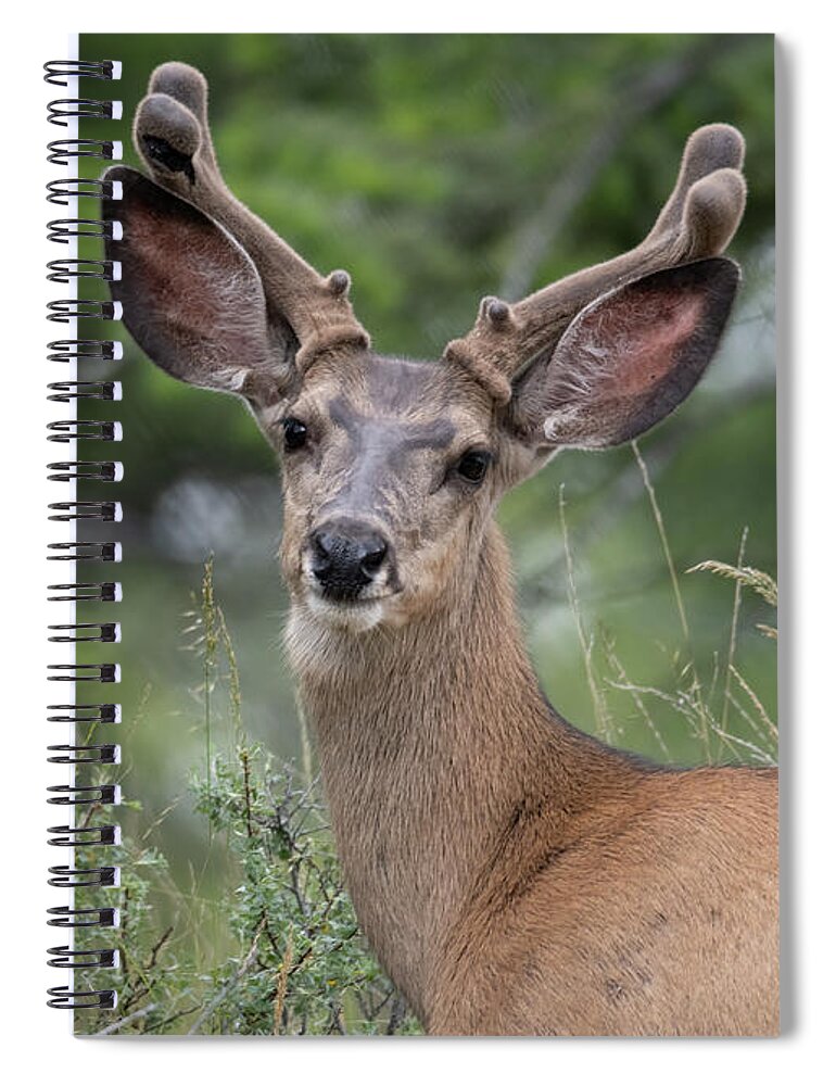 2020 Spiral Notebook featuring the photograph Mule Buck in Spring by Constance Puttkemery