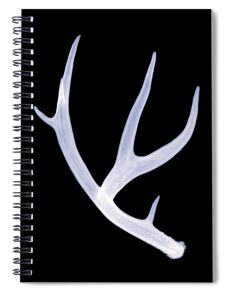 Kansas Spiral Notebook featuring the photograph Mule deer shed - 07 by Rob Graham